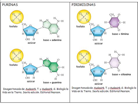 Cidos Nucleicos Estructura Del Adn Investiciencias