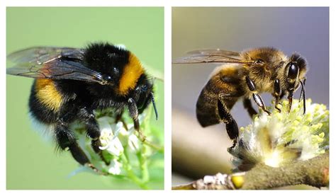 Bumblebee Vs. Honey Bee Sting, Size, Pollination, Difference - BigBear ...