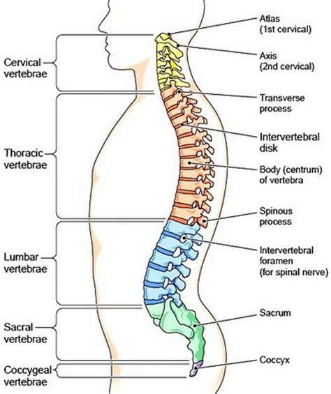 Vertebral Column Human Bones Anatomy Human Body Anatomy Facial Bones