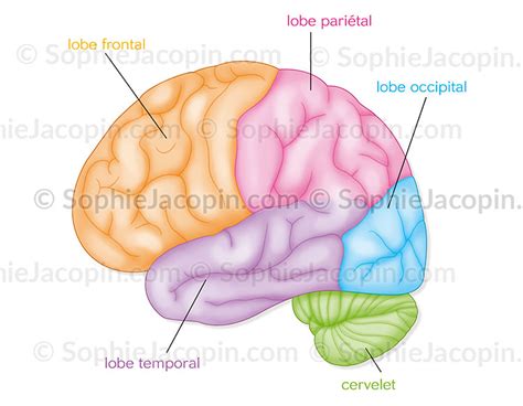 Anatomie Système nerveux central Cerveau Vue de profil