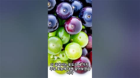 맛있는 포도의효능 첫번째과일포도 Youtube