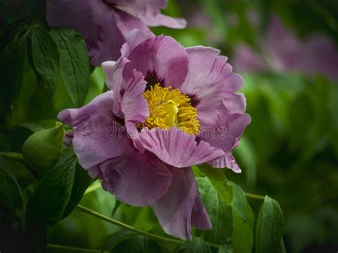 Beautiful Peony Flower Stock Photo Image Of Beautiful 76256432