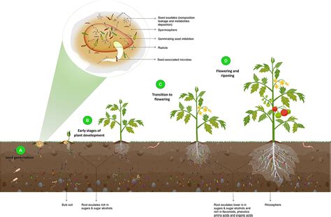 Frontiers Recruitment Of The Rhizo Microbiome Army Assembly