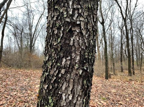 Black Cherry - Creasey Mahan Nature Preserve