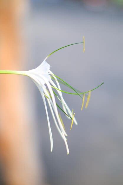 Una Flor Blanca Con Hojas Verdes Cuelga De Un Rbol En El Fondo Foto