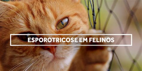 Esporotricose Em Felinos Cont Gio E Preven O