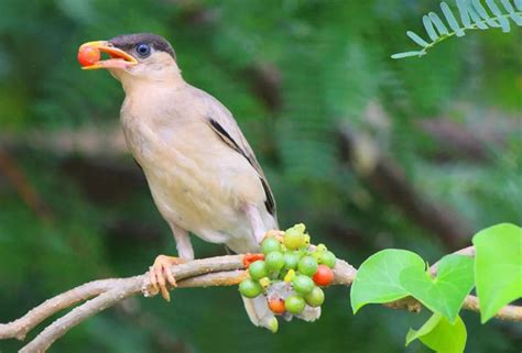 Do Birds Have Taste Buds Yes They Do Complete Guide Bird Guidance