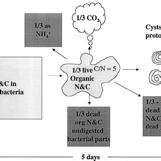 A schematic diagram of the microbial loop, showing how the major part... | Download Scientific ...