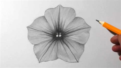 How to Draw a Petunia Flower | Pencil Drawing for Beginners - YouTube