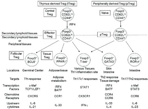 Peroxisome Proliferator Activated Receptor γ Pparγ B Cell Lymphoma 6