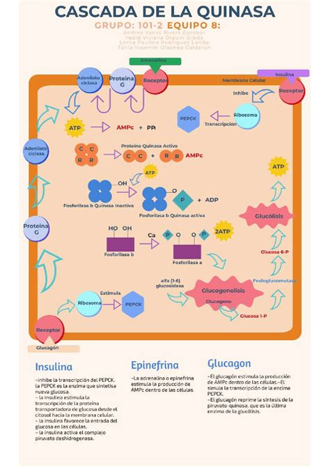 Mapa Del Receptor De Tirosina Quinasa