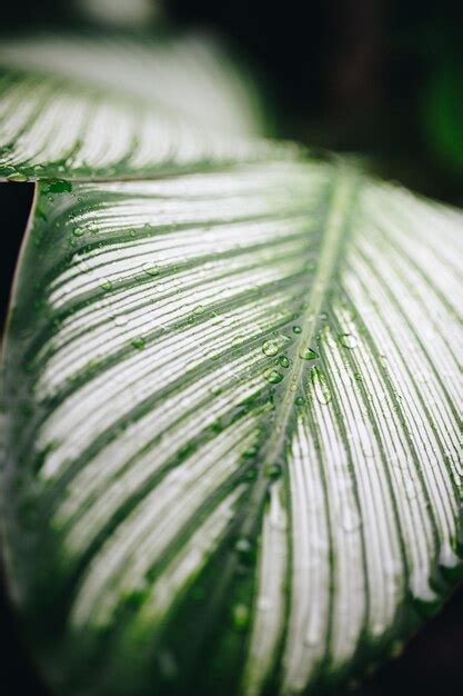 Premium Photo Close Up Of Wet Green Leaves