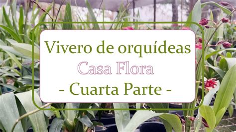 Vivero De Orqu Deas Casa Flora Alma Del Bosque Parte Youtube