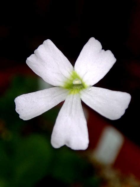 Pinguicula Emarginata X Gigantea White Flower Flickr