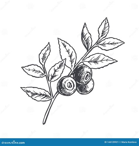 Vector Hand Drawn Botanical Illustration Of Blueberry Branch Isolated