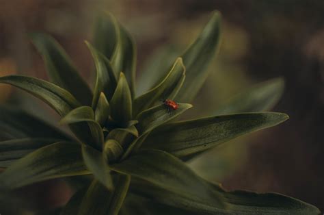 Fond d écran la nature les plantes Macro insecte vert