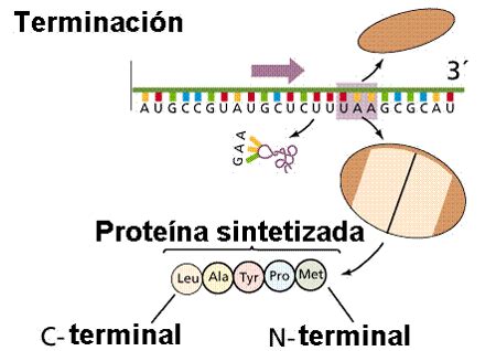 Principios Basicos De Genetica Molecular Mind Map