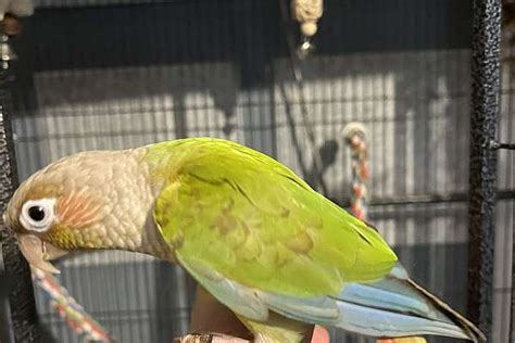 Green Cheek Conure Proven Breeding Pair