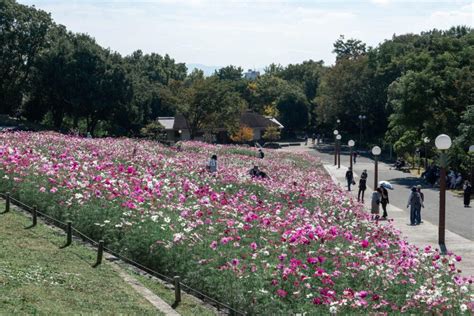 花博記念公園鶴見緑地のコスモス｜大阪市｜カメラを片手に大阪へ