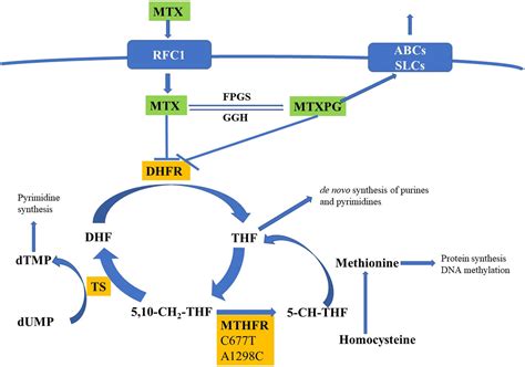 Folate Metabolism Methotrexate