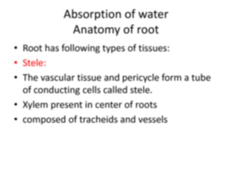 SOLUTION: Anatomy and water pathways through root - Studypool 