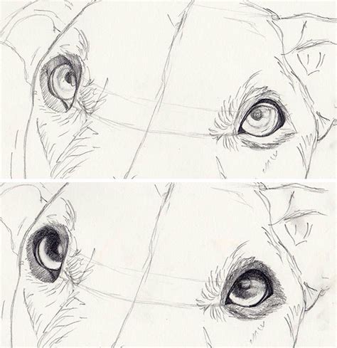 How To Draw Amazingly Realistic Dog Eyes Dieren Tekenen Honden