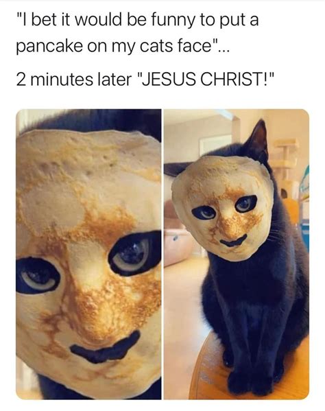 Thanks, I hate pancake face cat : r/TIHI