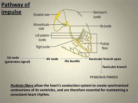 Heart’s pace maker, the sinoatrial node