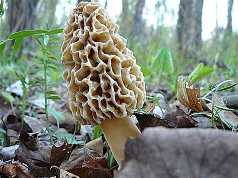 12 tips for hunting morel mushrooms – Artofit