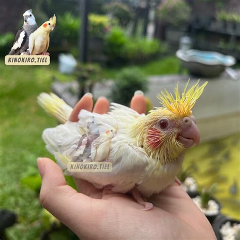 Jual Baby Falk Burung Falk Jinak Lolohan Cockatiel Parkit