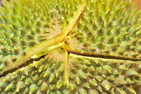 Macro Shot Of Durian Fruit Texture Stock Image Image Of Shell Macro