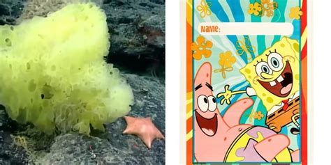 Scientists Find Real-Life Patrick About to Devour SpongeBob | The Epoch ...