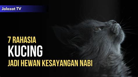 Masya Allah Inilah Rahasia Mengapa Kucing Menjadi Hewan Kesayangan