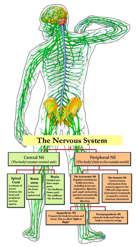 Clinical Trial Data Base - NEUROFIBROMATOSIS ONTARIO