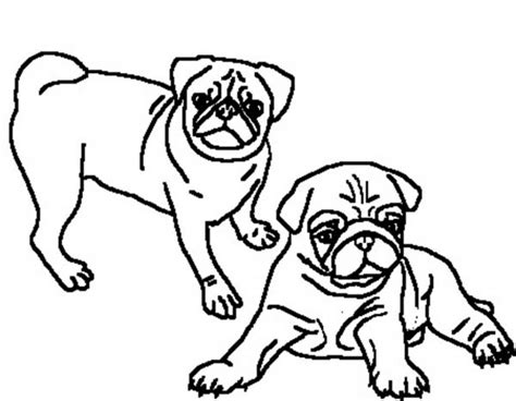 Adult Coloring Pages Pug At Getcolorings Free Printable Colorings