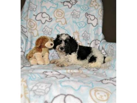 3 adorable Maltipoo puppies for sale Jacksonville - Puppies for Sale ...