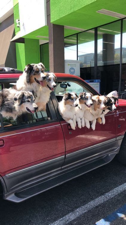 Pin on 𝓐𝓾𝓼𝓽𝓻𝓪𝓵𝓲𝓮𝓷 𝓢𝓱𝓮𝓹𝓱𝓮𝓻𝓭 in 2024 Australian shepherd dogs