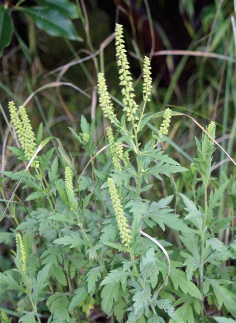 Study unlocks ragweed’s secret weapon