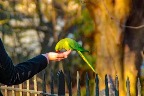 510+ Parakeets London Stock Photos, Pictures & Royalty-Free Images - iStock