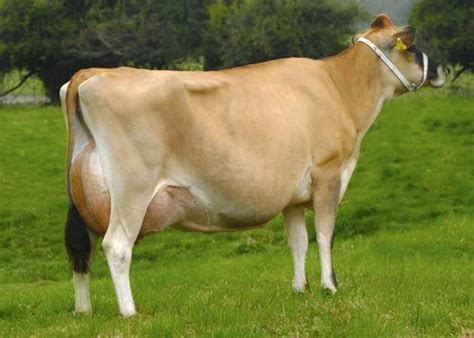 jersey cow milk production - Ember Memoir Picture Show