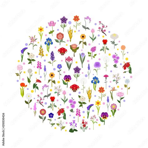 Your garden guide. Top 50 most popular flowers infographic Stock Vector ...