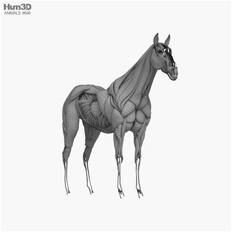 Horse Muscular System 3D model - Download Mammals on 3DModels.org