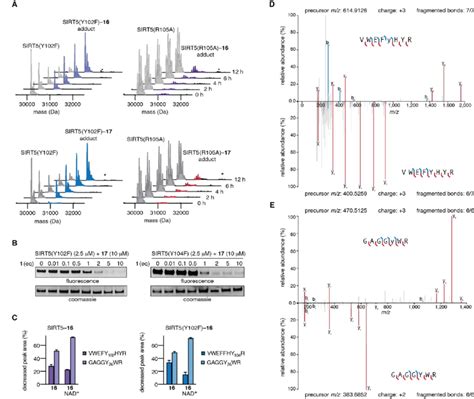 Labeling Of Sirt Wild Type And Active Site Mutants A Lc Ms Analysis