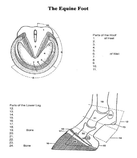 Equine Foot Diagram Quizlet