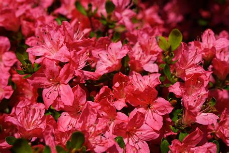 Red Azalea Flowers Spring Flowers Free Nature Pictures By