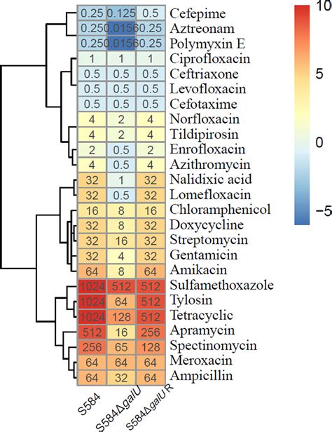 Frontiers Contribution Of Galu To Biofilm Formation Motility