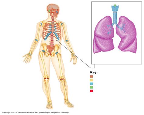 A P Chapter 6 Bones Skeletal Tissues Diagram Quizlet