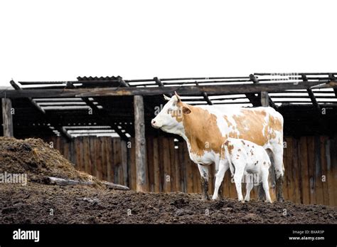 Milk From The Cow Hi Res Stock Photography And Images Alamy