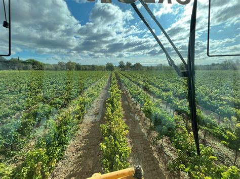 Vendanges Les Vignerons Du Pays D Ens Rune