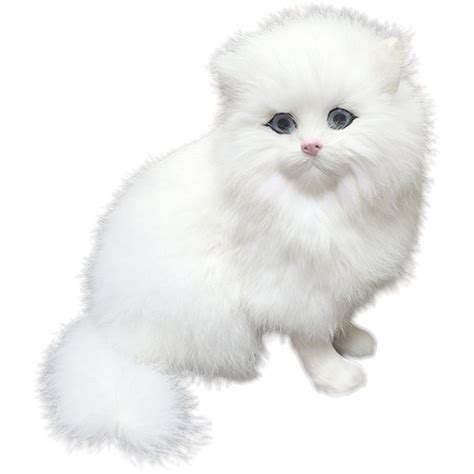 Teacup Persian Cat Full Grown